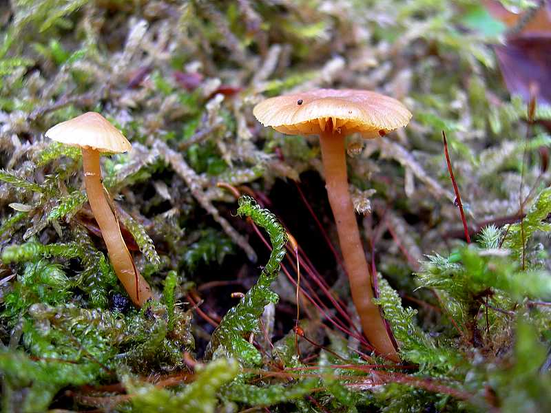 Specie 2006 :   Galerina uncialis        (Britzelm.)  Khner